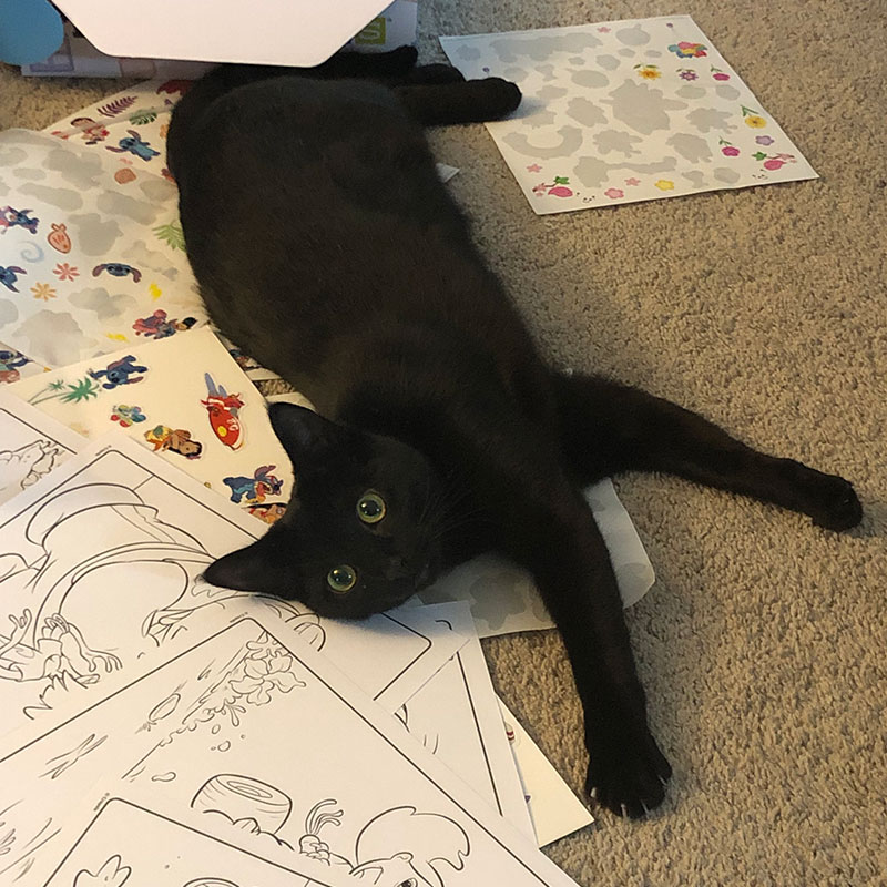 a picture of my cat, pepper, being very cute.