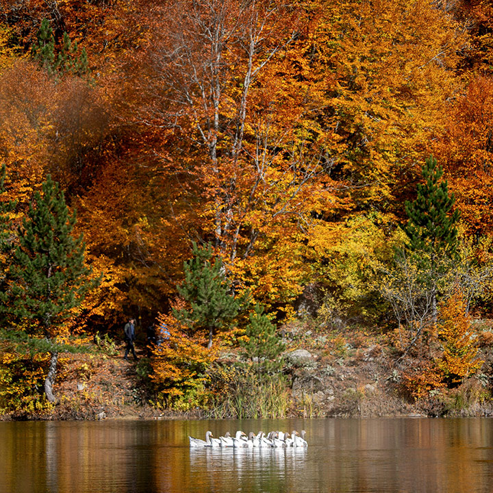 Swans in lake